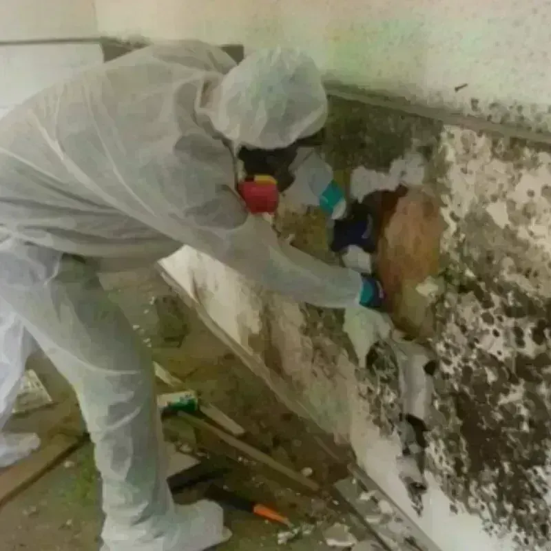 Mold Remediation and Removal in Pike County, MO